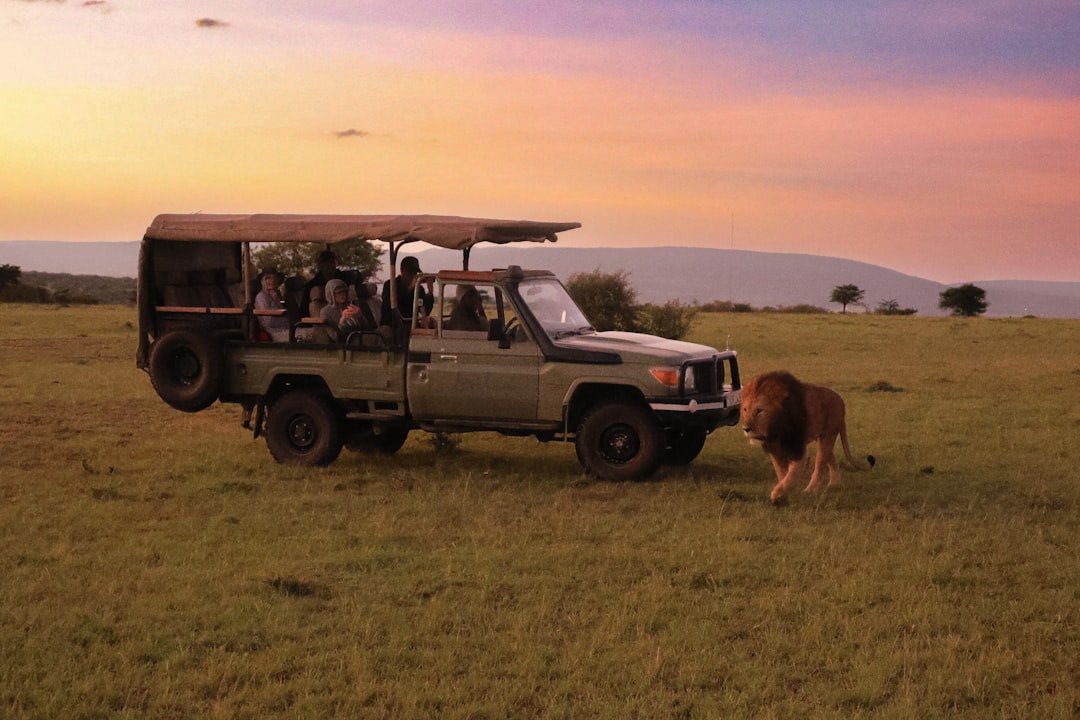 Lion on an African safari at sunset