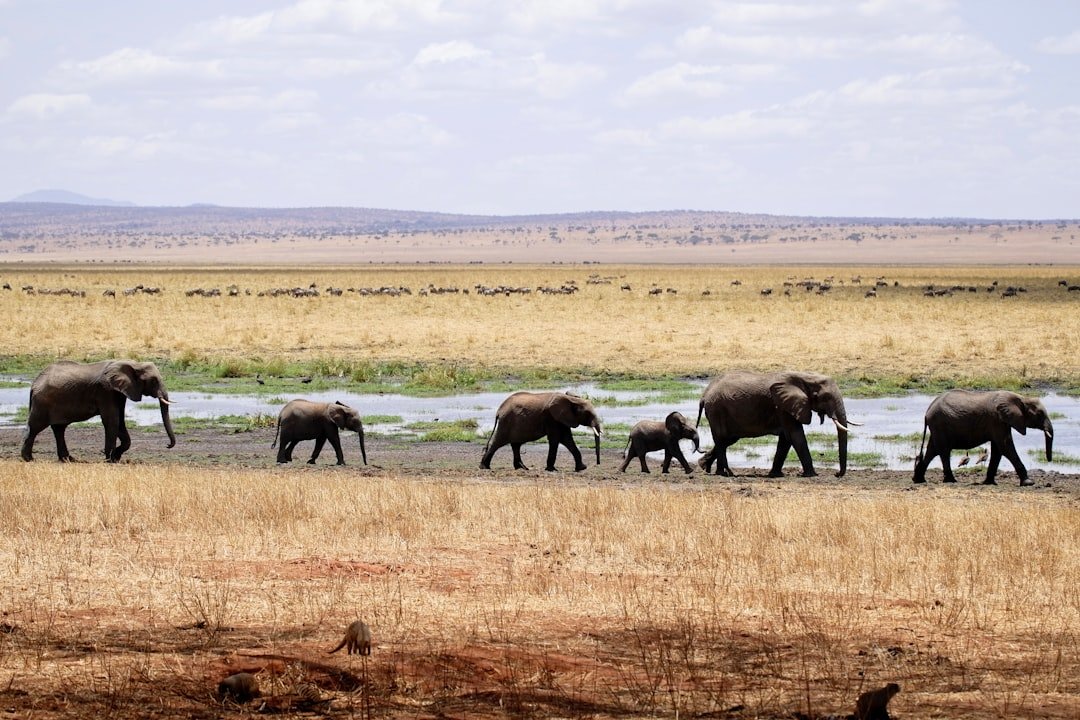 Elephant on an African safari in the savanna