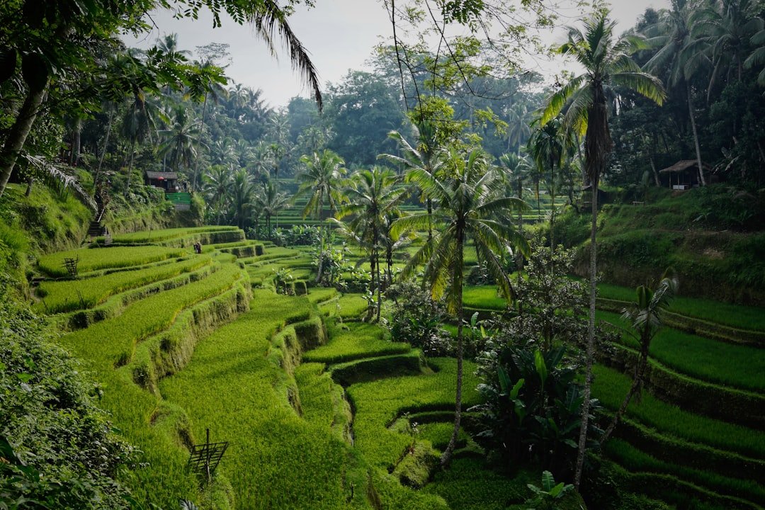 Bali's iconic green rice terraces cascading down the hillside