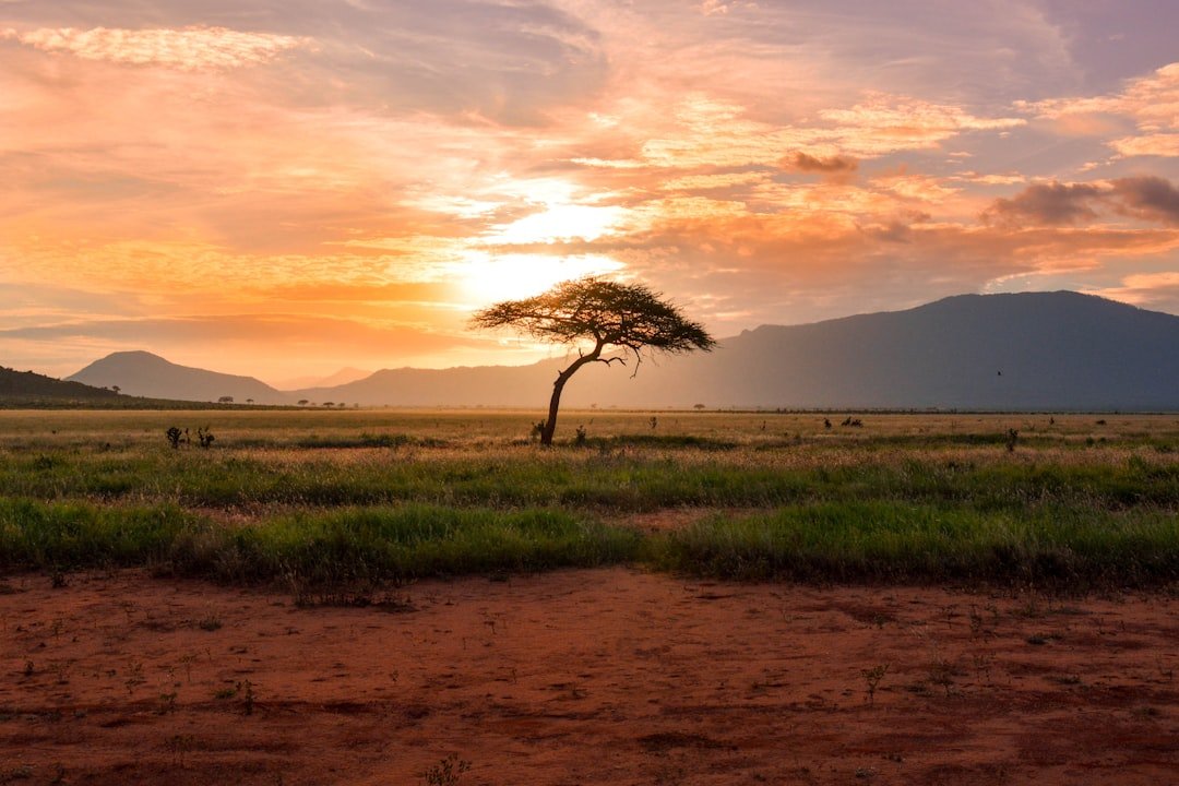Kenya safari wildlife savanna
