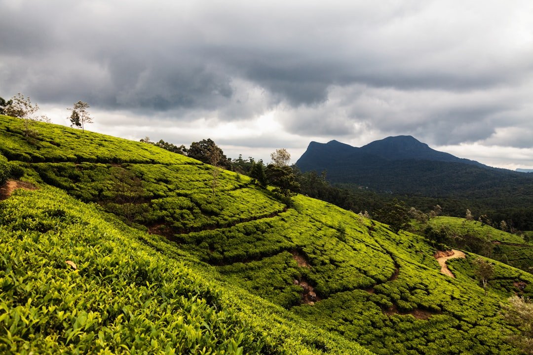 Sri Lanka tea plantation landscape