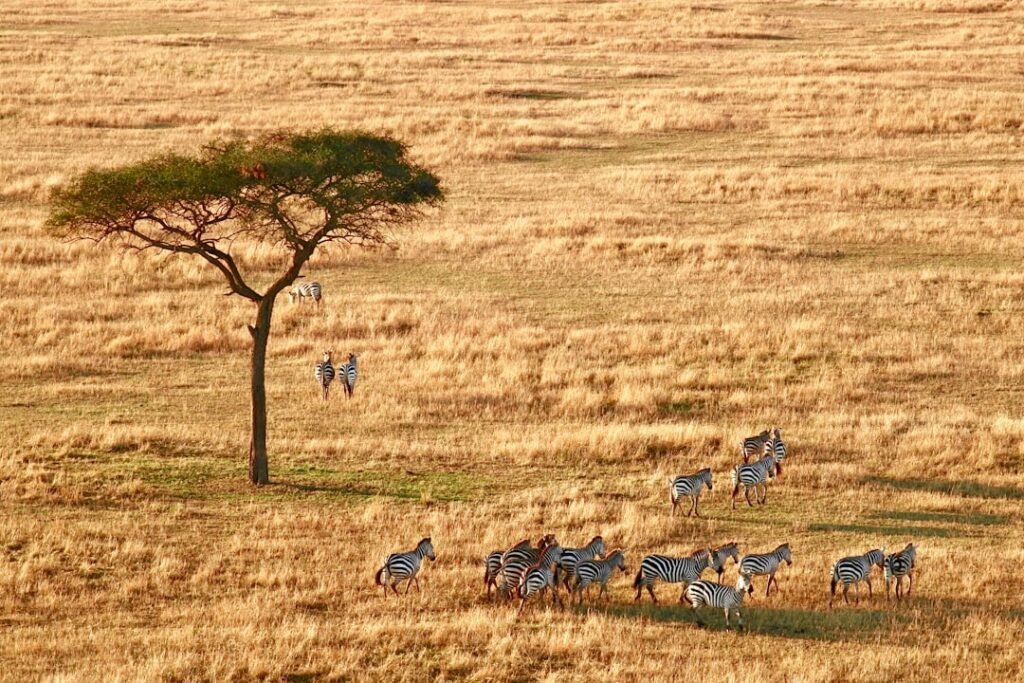 15 Most Interesting Places in Tanzania (2026 Safari Travel Guide)