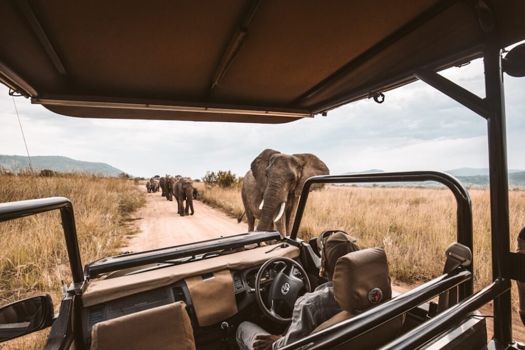 Best Safari Destinations in Africa: Where to Go and When