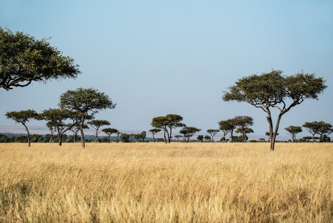 Africa savanna wildlife travel