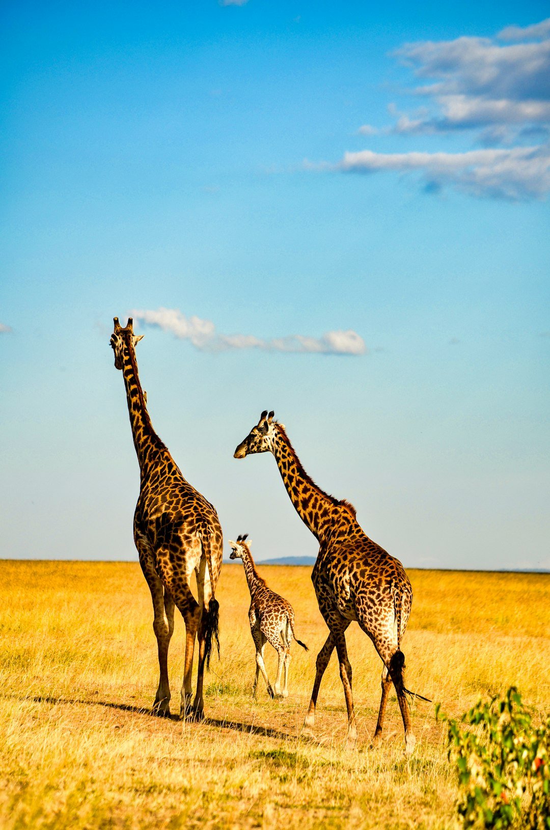 Giraffe against the African safari landscape