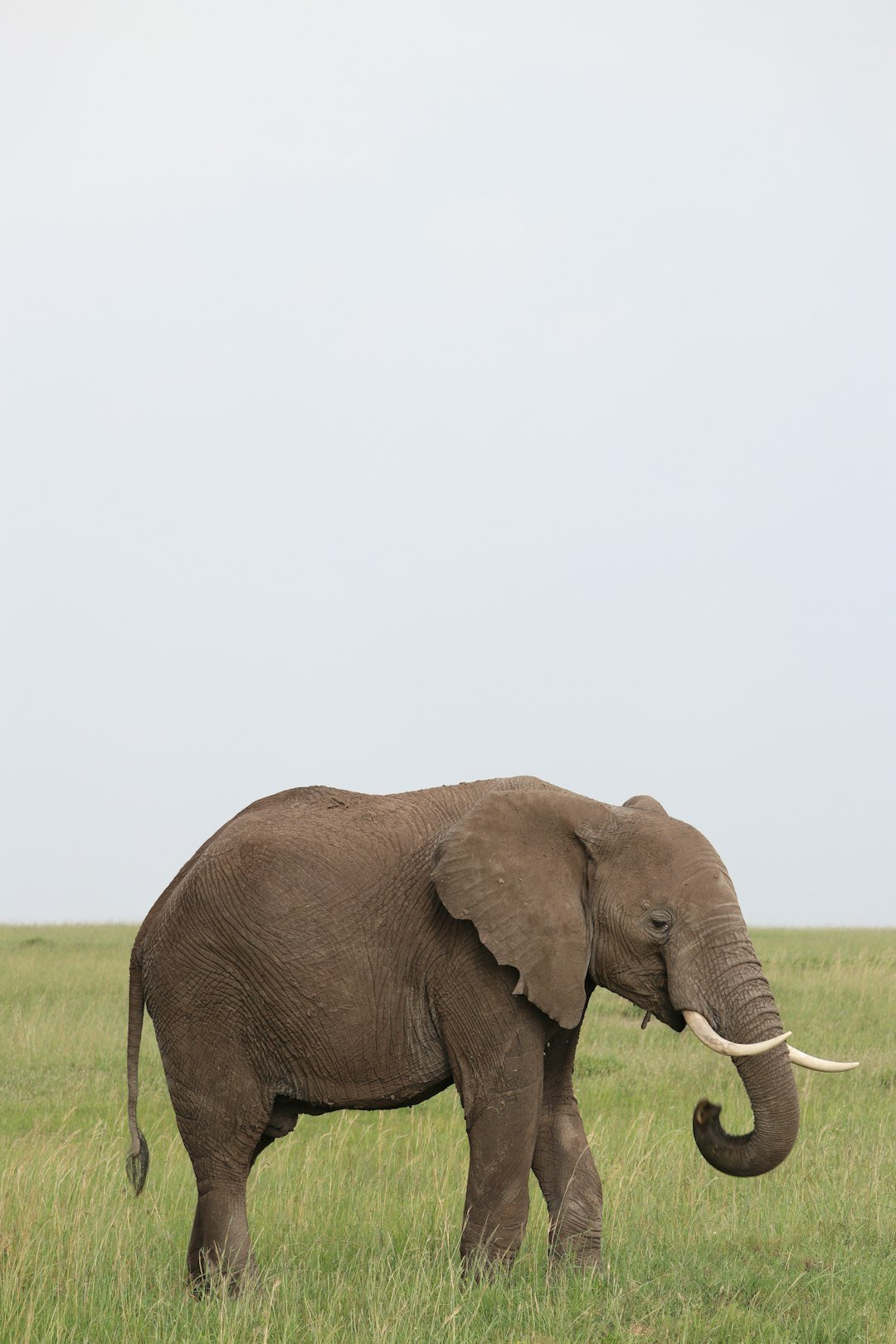 Elephants in Kenya's Amboseli with Kilimanjaro backdrop