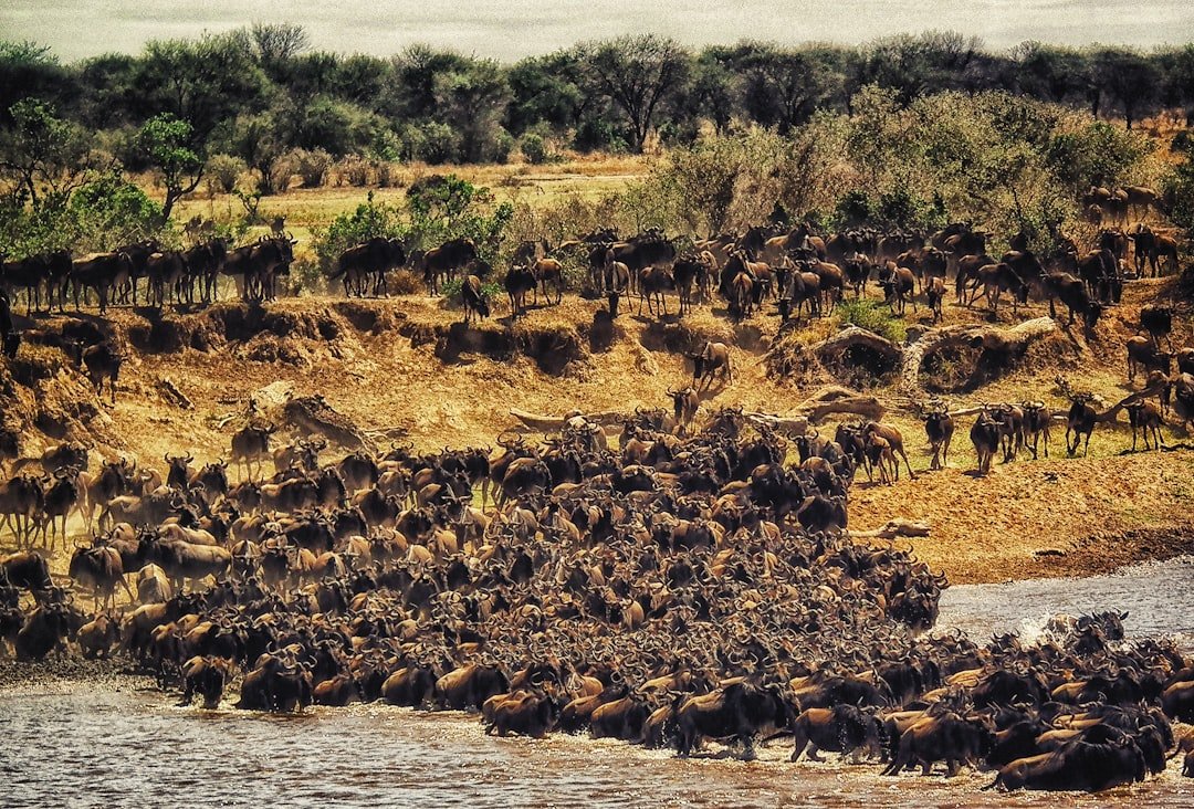 Wildebeest migration in Kenya's Masai Mara