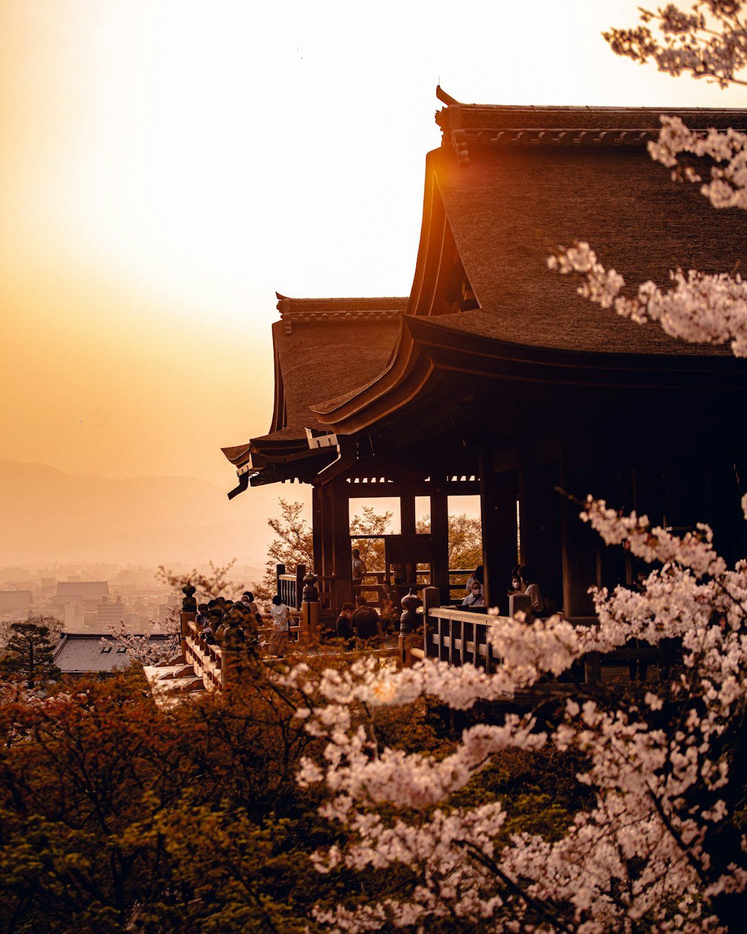 Kyoto Japan temple surrounded by cherry blossom trees