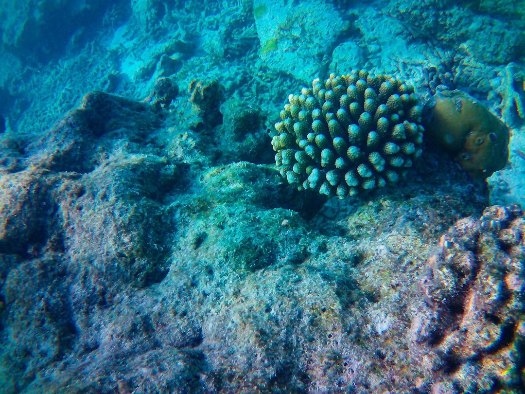 Snorkelling over a vibrant coral reef in the Maldives