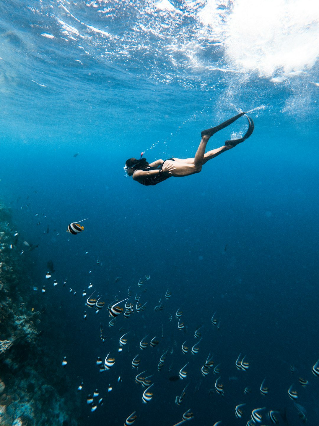 Snorkelling with tropical fish in Maldives marine life