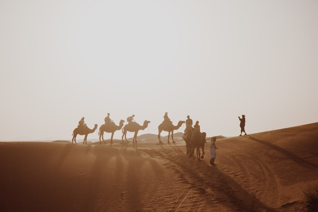 Camels crossing Sahara desert sand dunes in Morocco