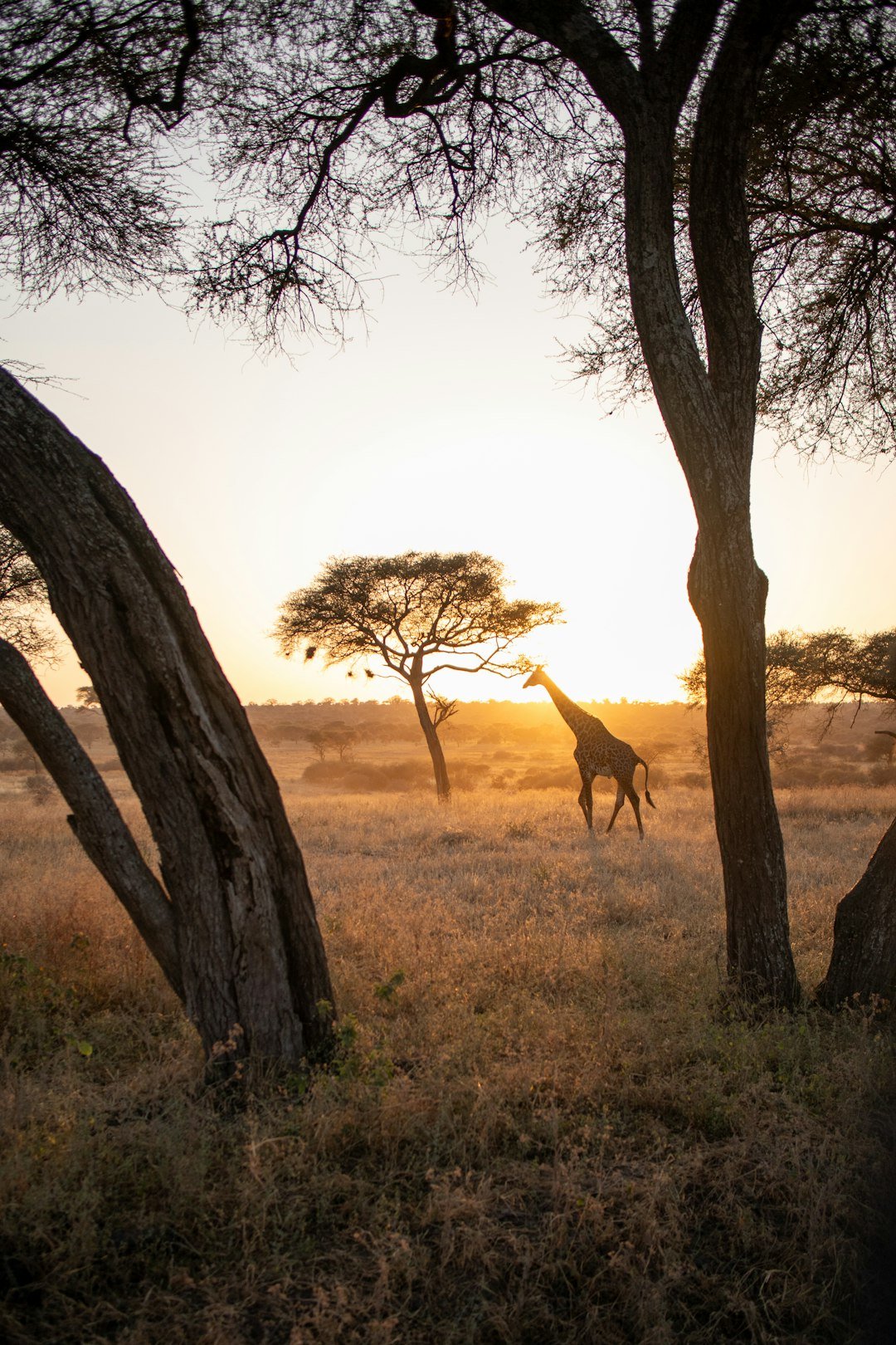 Golden sunset over the Serengeti plains in Tanzania