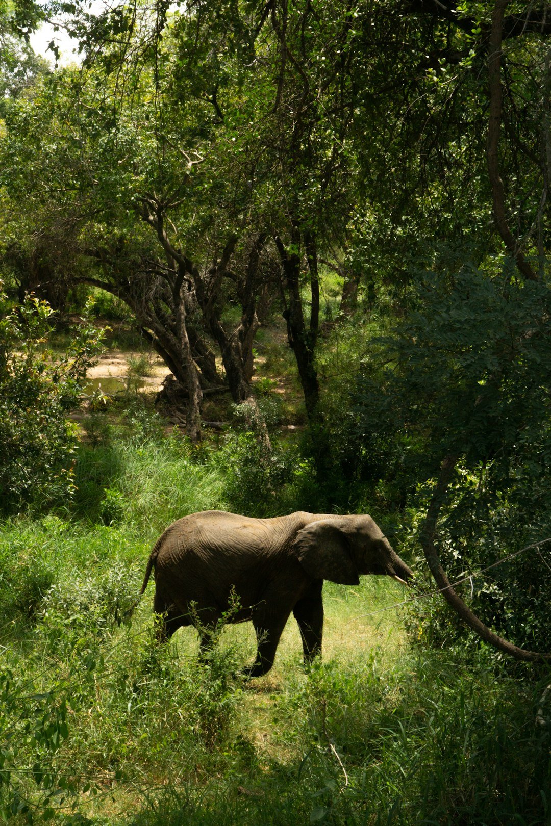 Elephant on safari in South Africa's Kruger National Park