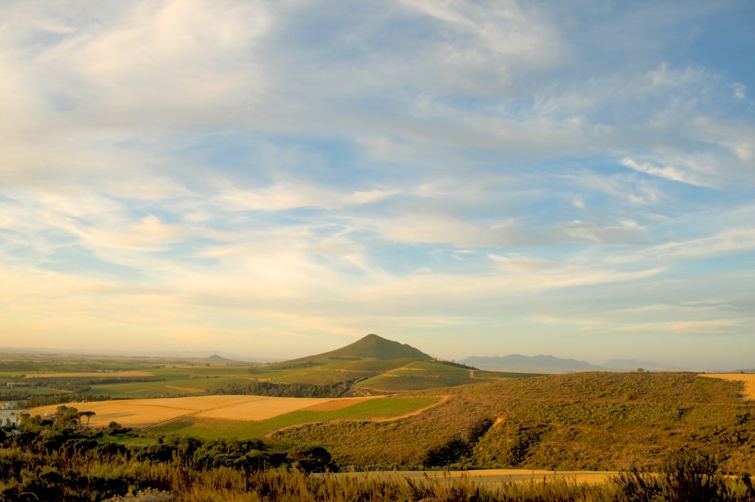Vineyard at a wine farm in Stellenbosch South Africa