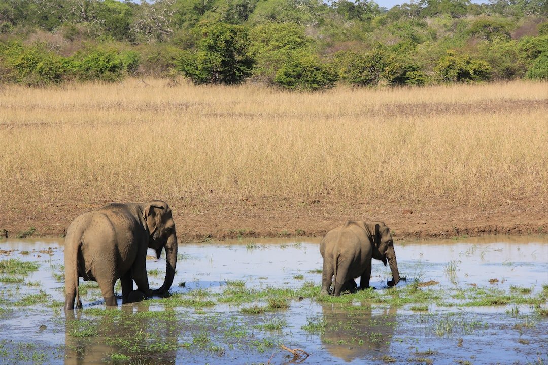 Elephant in Sri Lanka's wildlife and nature