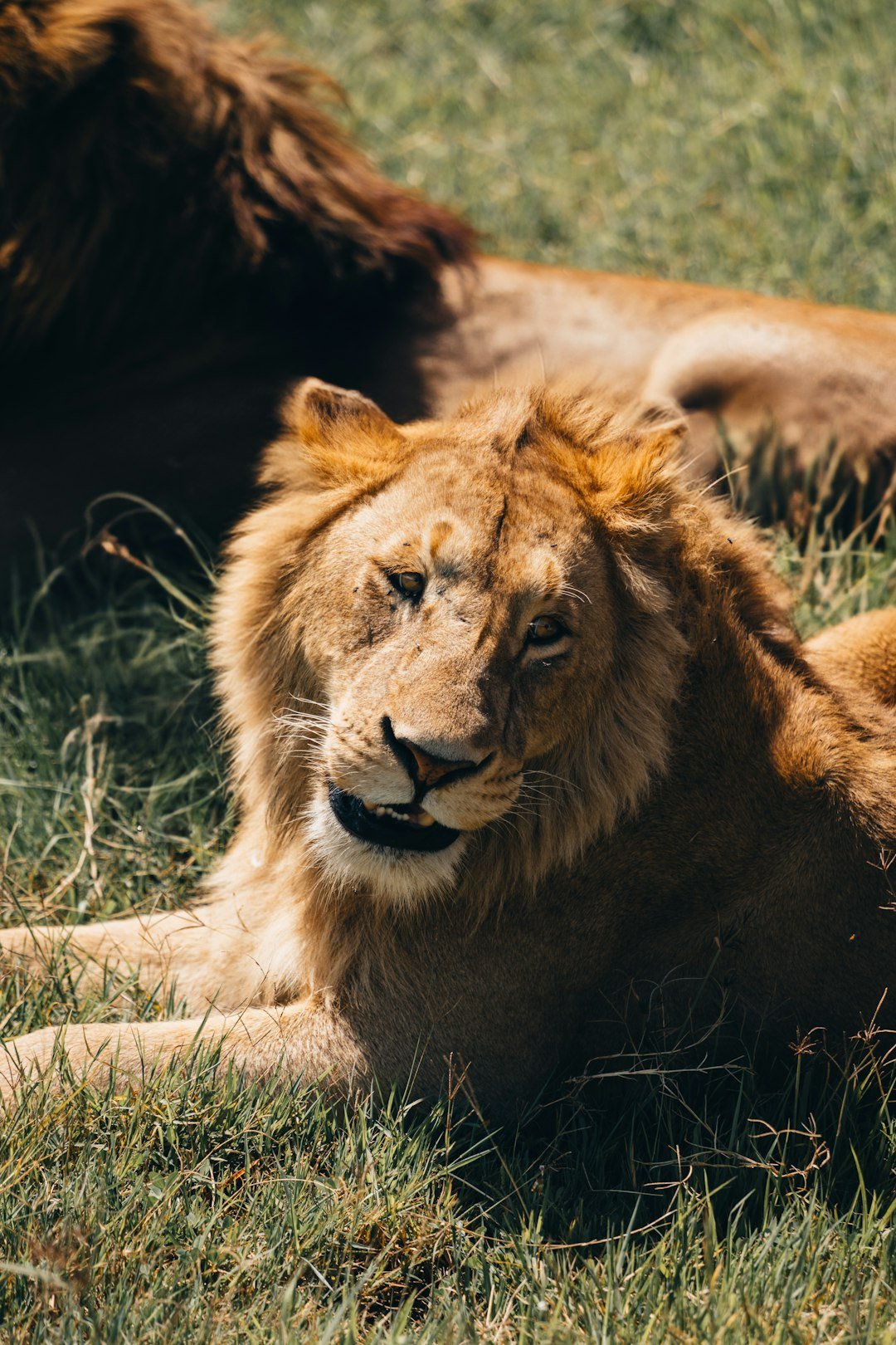 Lion on safari at sunset in Tanzania's Serengeti