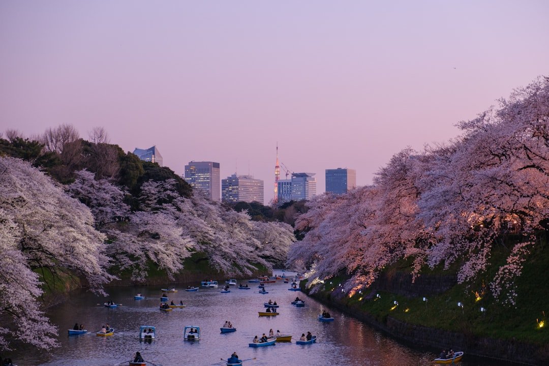 Cherry blossom in a Tokyo park in spring