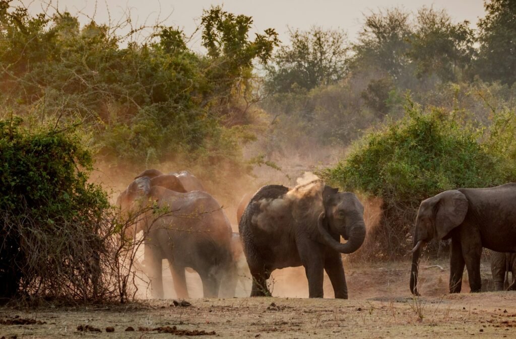Luxury Safari Guide Best African Experiences Worth Every Penny