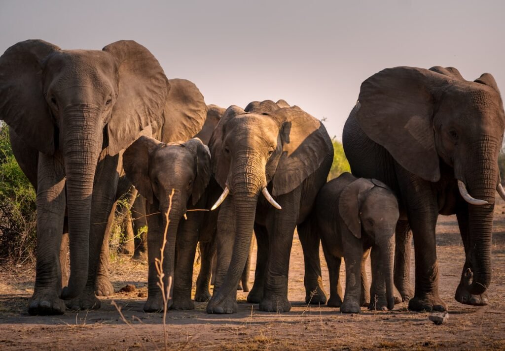 Herd of elephants waiting to cross a safari track